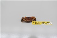 藏品(秀麗長方蟹)的圖片